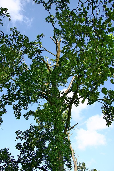 Kalamita 14.7.2009