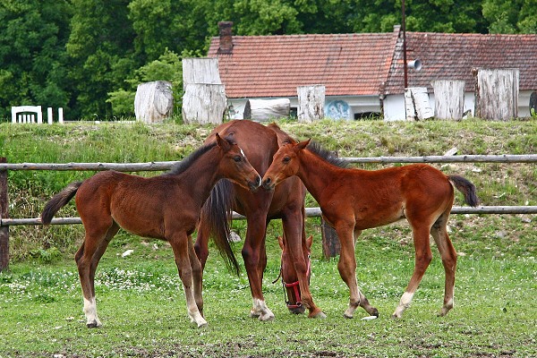 V ohrad