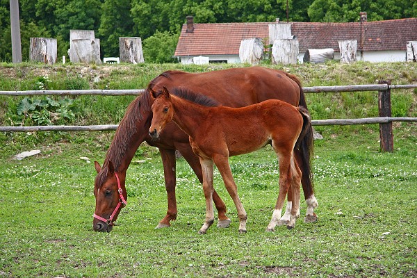 V ohrad