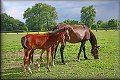IMG_1231 
